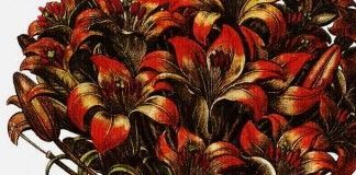 Sanshiro – Natsume Sōseki Sanshiro - Natsume Sōseki