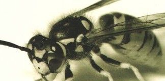 Los avispones – Peter Handke Los avispones - Peter Handke