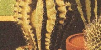 La mesa puesta – Manuel Abacá La mesa puesta - Manuel Abacá