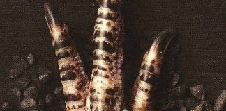 Los mitos de Cthulhu – Lovecraft y otros Los mitos de Cthulhu - VVAA