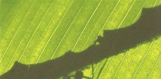 Una edad difícil – Anna Starobinets Una edad difícil - Anna Starobinets