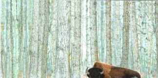 Butcher’s Crossing – John Williams Butcher's Crossing - John Williams