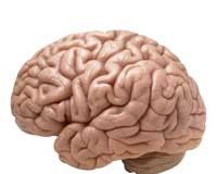 Cómo actúa la poesía sobre el cerebro Cómo actúa la poesía sobre el cerebro