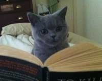 Los lectores beta Los lectores beta